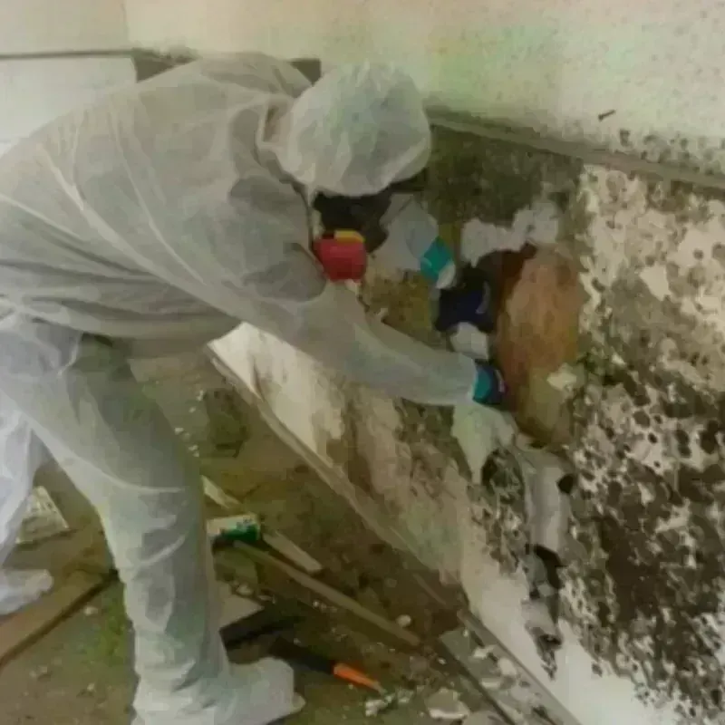 Mold Remediation and Removal in Oakhurst, CA